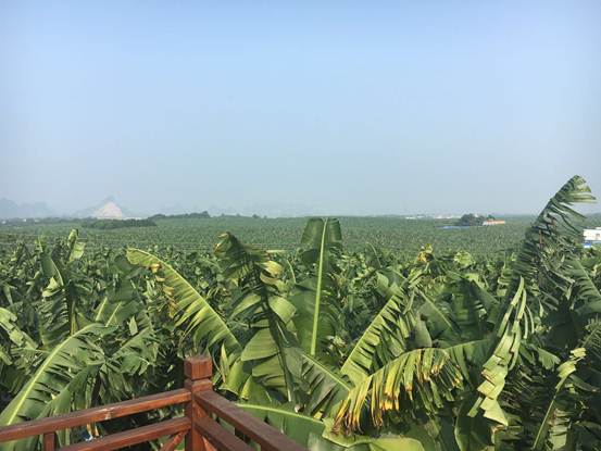 好想你 那文化——全國五星級休閑農(nóng)業(yè)與鄉(xiāng)村旅游園區(qū)評審調(diào)研報(bào)告